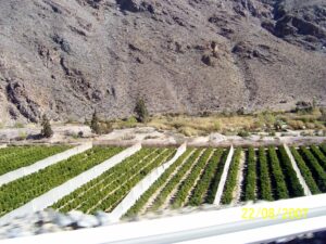 English to Spanish translation services for the food and tourism industry | Elqui Valley crops
