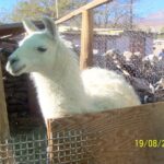 domestic Chilean llama | Spanish translation services for the travel and tourism industry