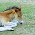 New-Forest-poney-Lyndhurst | Spanish travel and tourism translation services