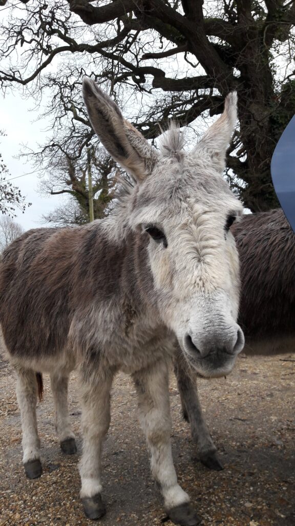 English and French to Spanish translation services for the travel and tourism industries | New-Forest-donkey